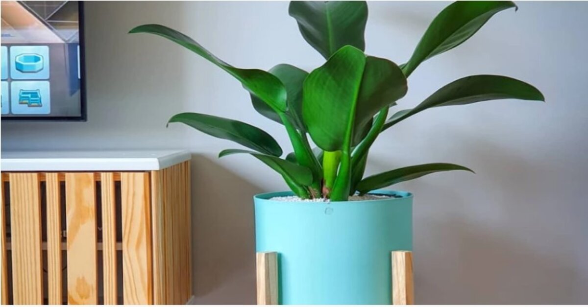 Como cultivar e cuidados a ter com a planta Pacová - Noticia ao minuto